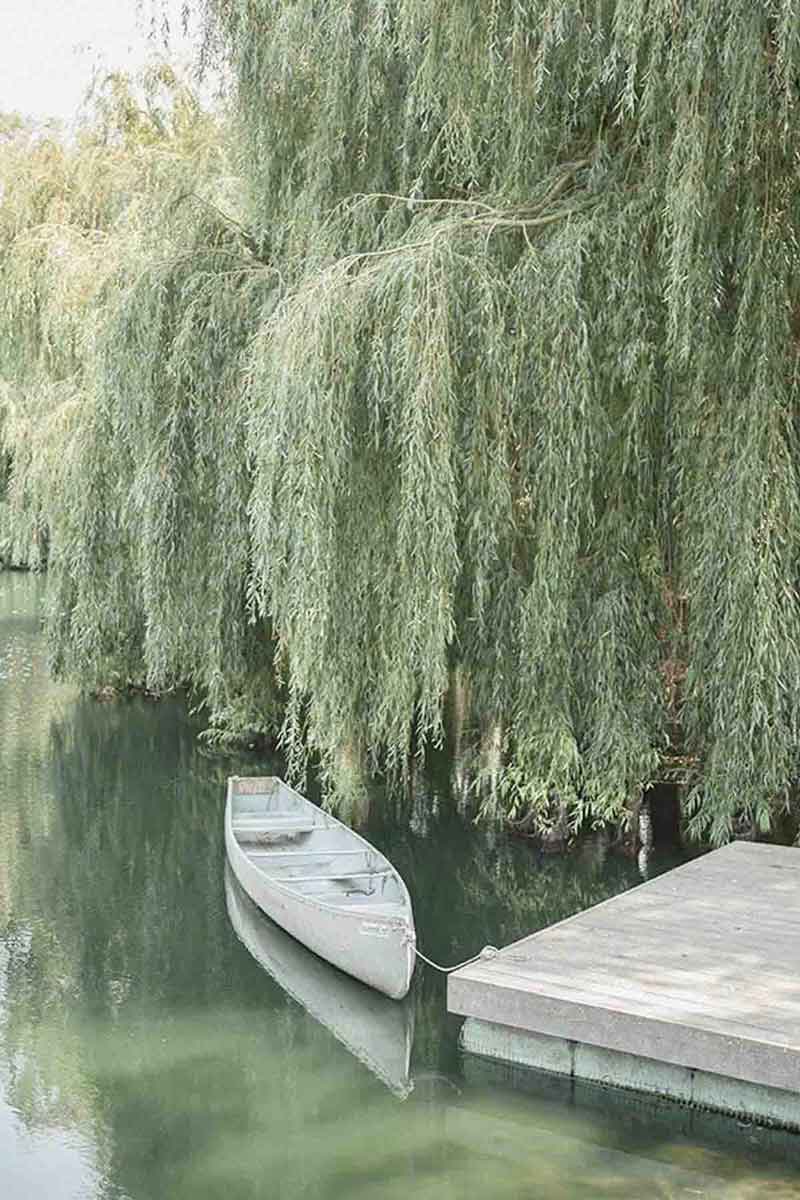 image of a willow tree on a lake, with floating boat