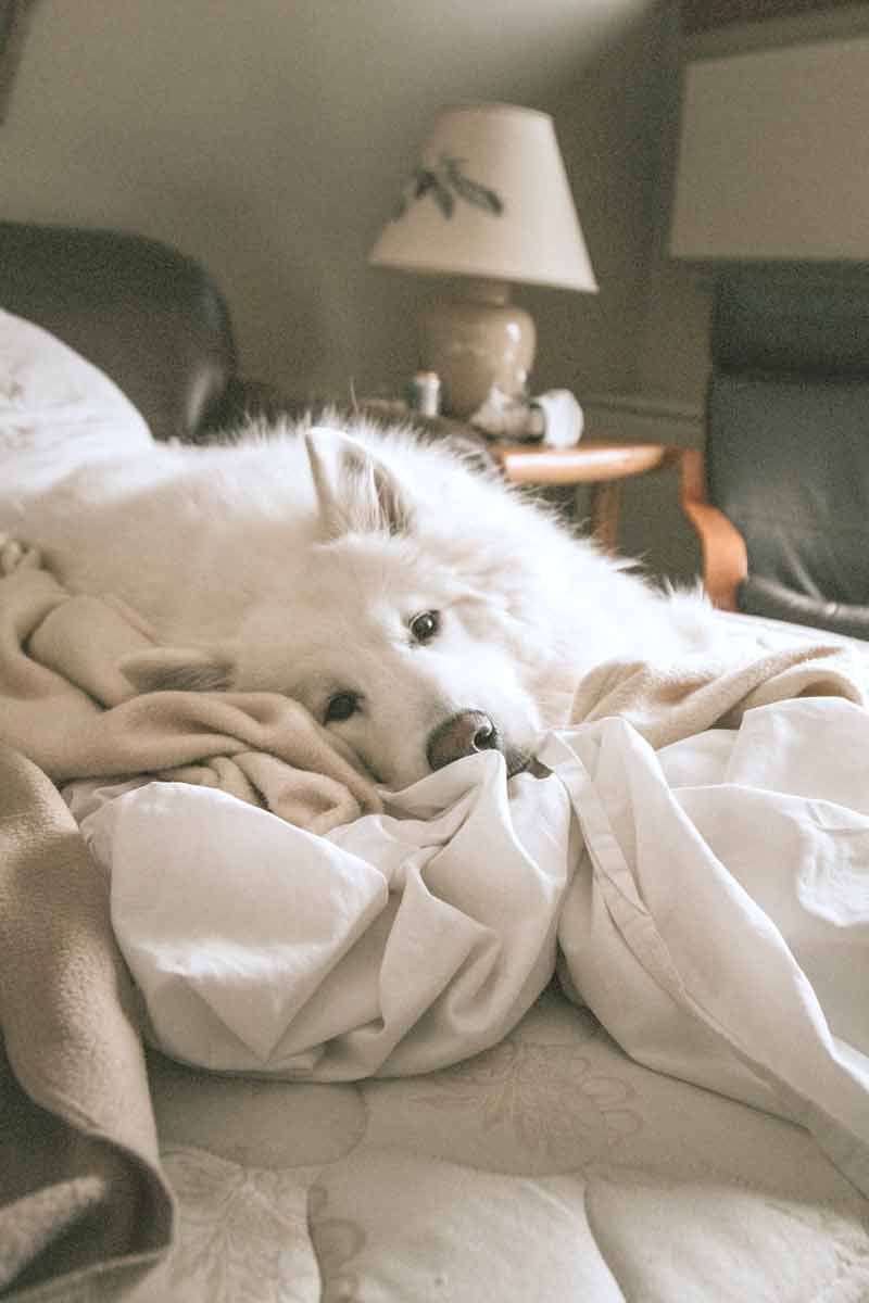 picture of a white dog peacefully resting on their owner bed