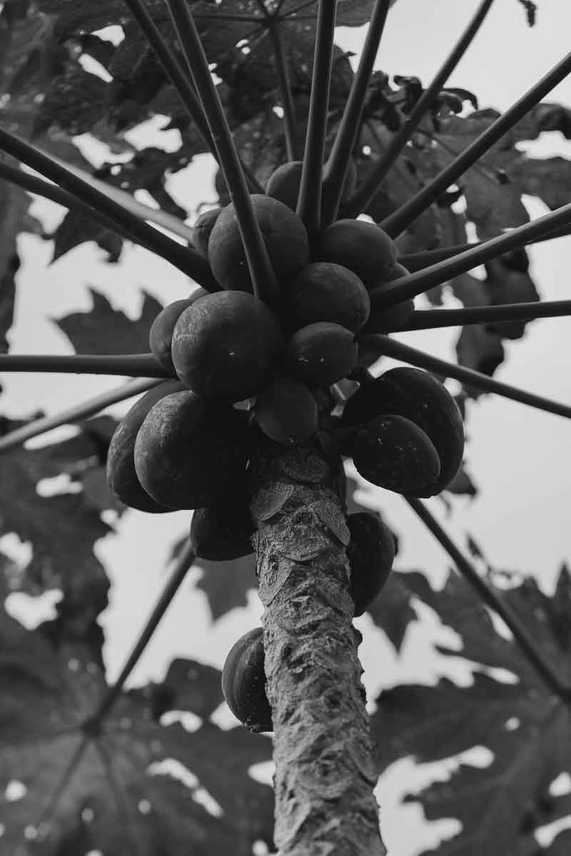 picture of a papain tree from which fields of yarrow extracts enzymes