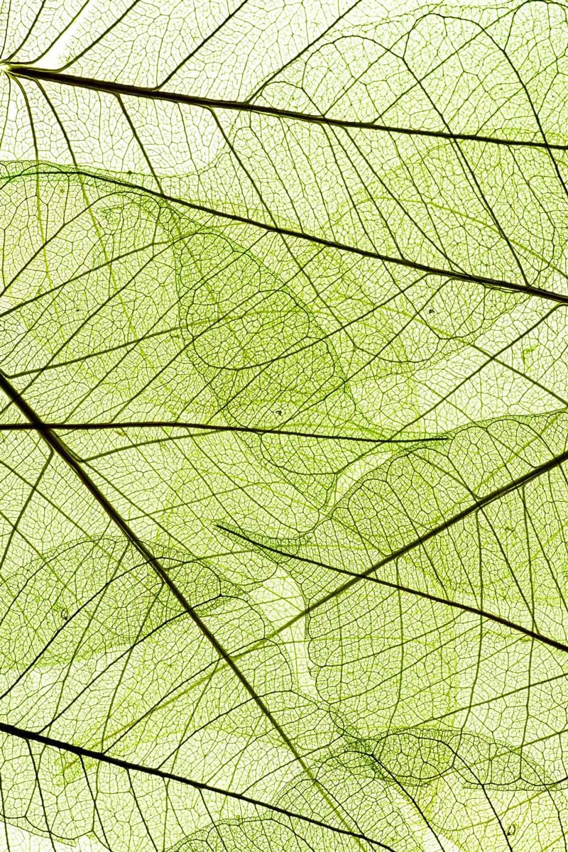 macro of a foliage decorative pattern