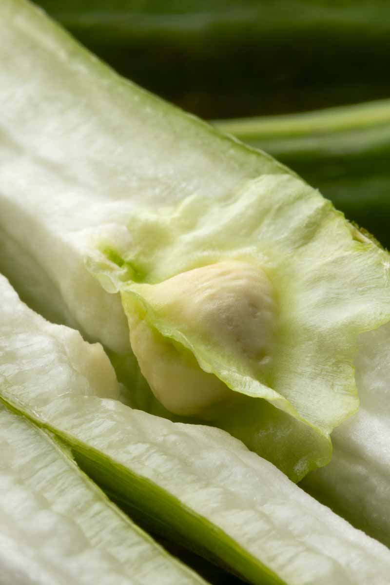 closeup macro on fresh moringa seed